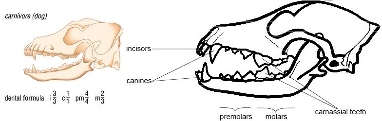 dentalformula