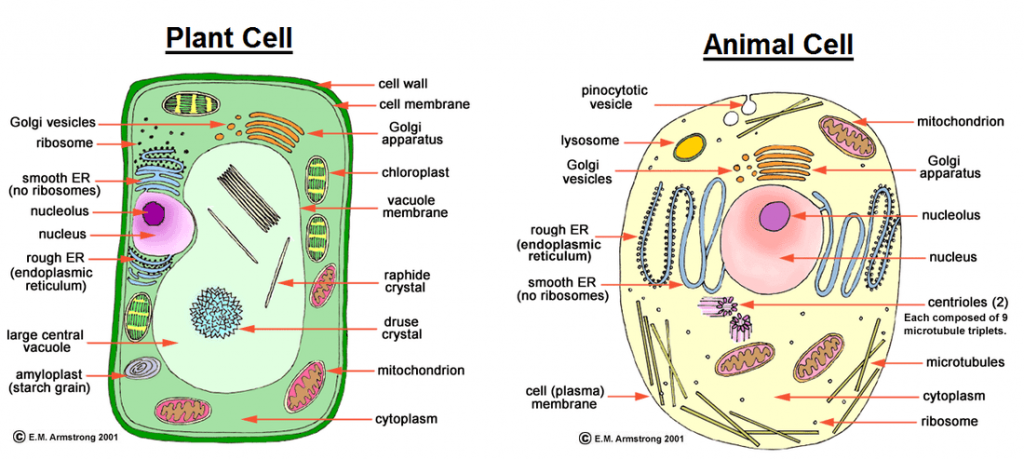 Image result for Similarities between a plant and an animal cell: