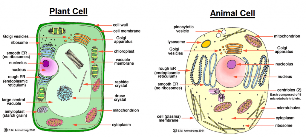 The Cell Form 1 Biology Notes EasyElimu Learning Simplified