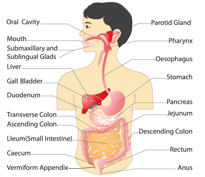 digestive system anatomy