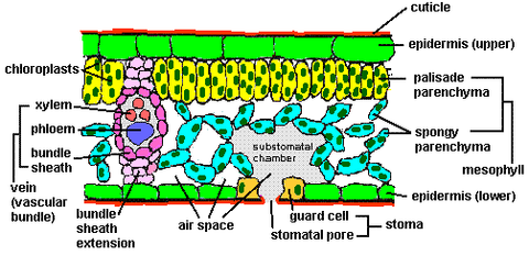 leaf internal structure