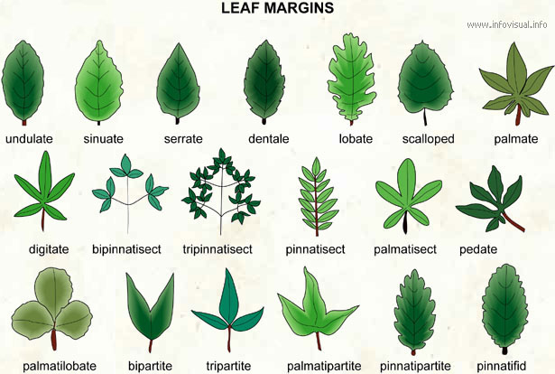 leafmargins