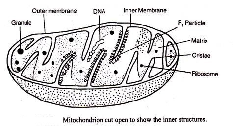 mitochondria form 1 notes