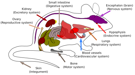 Animal organos