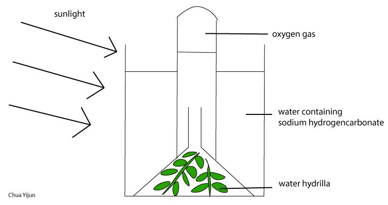 Experiment to Show that Carbon Dioxide is Necessary for Photosynthesis