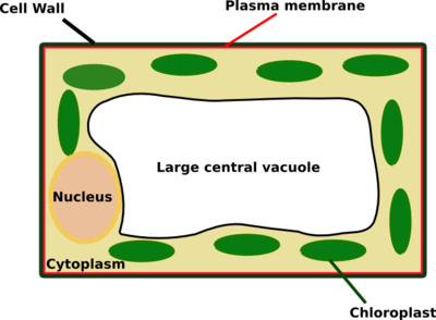 Labelled Diagram Of A Plant Cell Under A Microscope ...