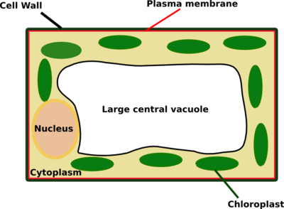 plant cell under light microscope form 1 notes