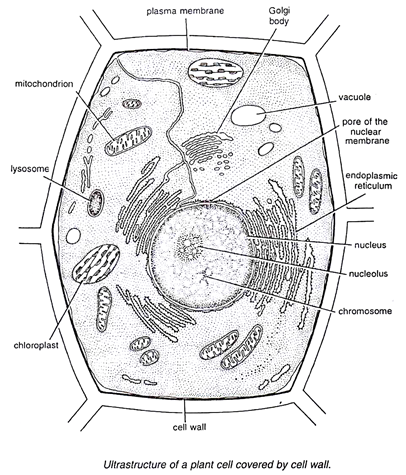 Image result for Diagram of a plant cell under light microscope