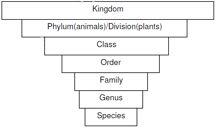 taxonomic units
