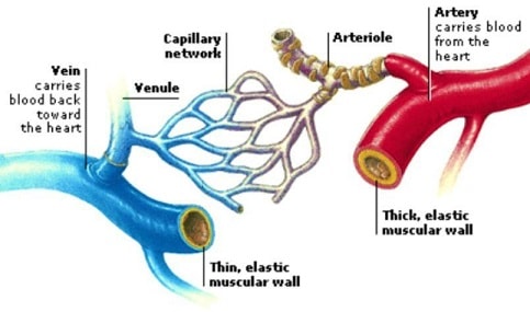 arteries capillaries and veins