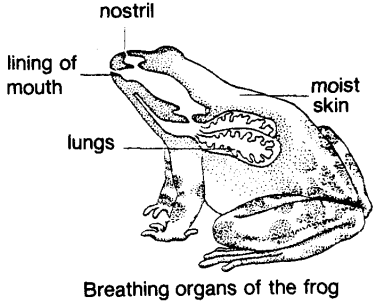 breathing organs of the frogs