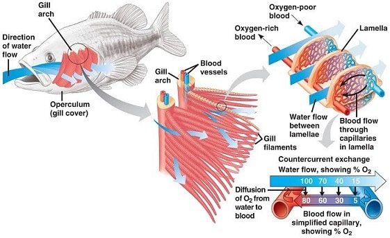 gaseous exchange in bony fish