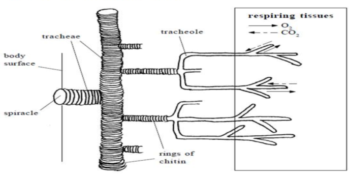 gaseous exchange in insects structure