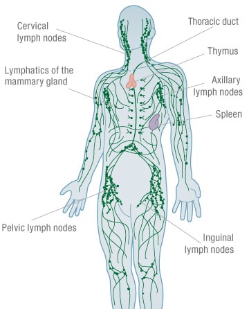 TRANSPORT IN PLANTS AND ANIMALS - Form 2 Biology Notes