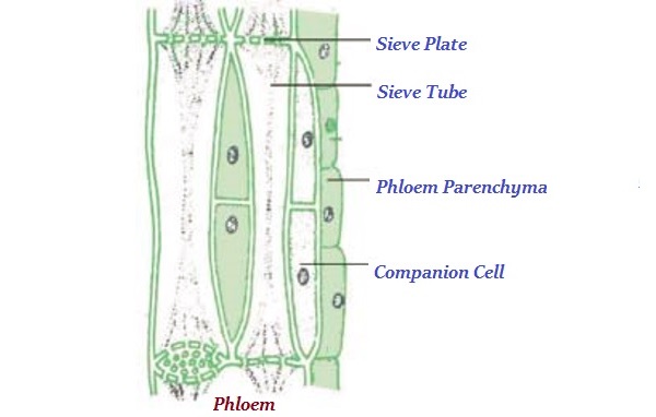 phloem tissue