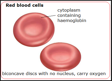 red blood cells hemoglobin