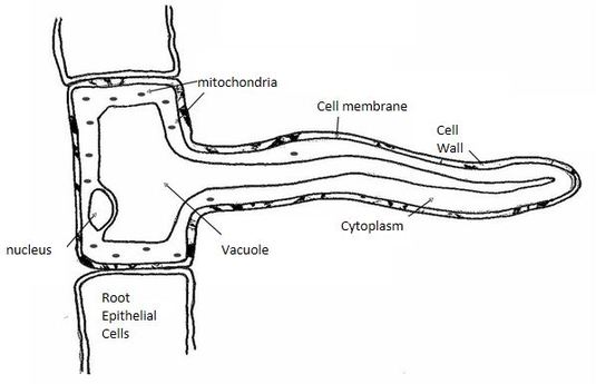 root hair cell