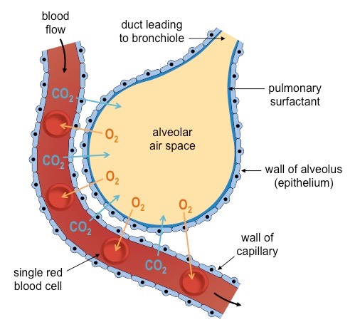 structure of alveolus