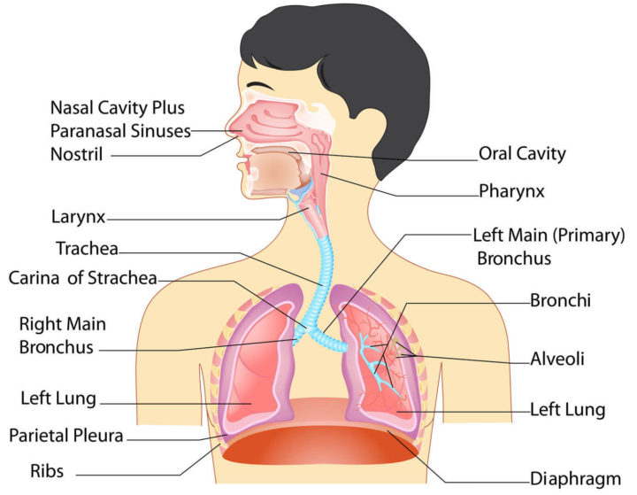 structure of human respiratory system