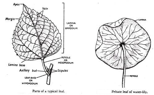 structure of regular vs water lily leaf