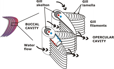 structure of the gills