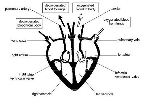 structure of the heart