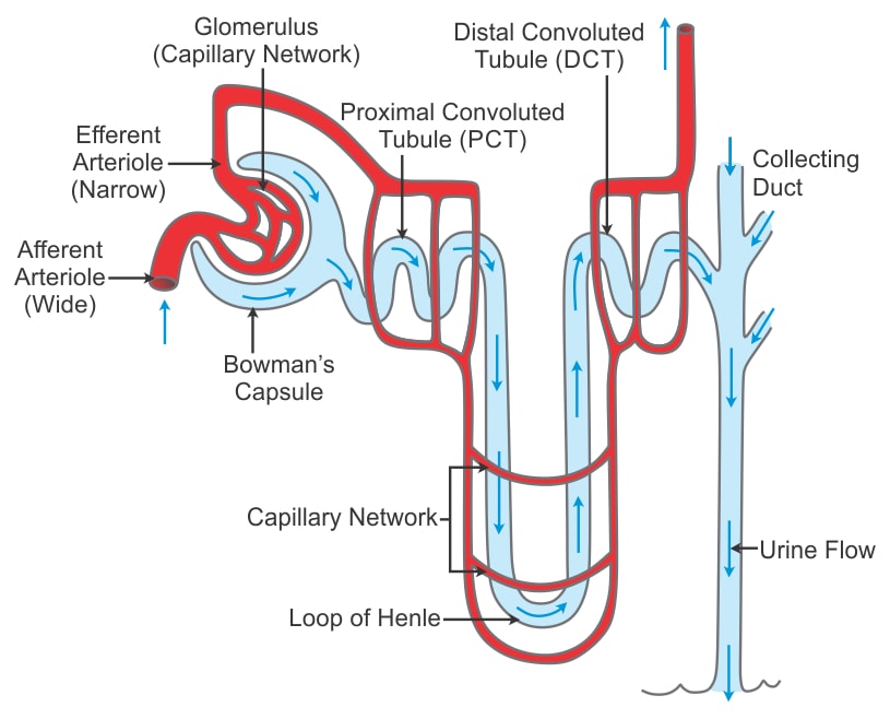 structure of the nephron