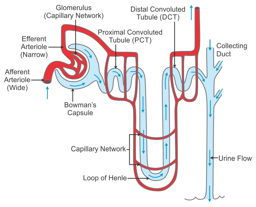 Explain The Structure Of Nephron
