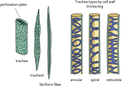 xylem vessels types of thickening