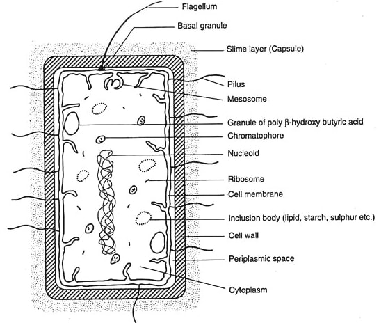 Structure of bacteria