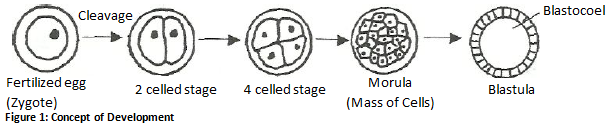 blastocoel