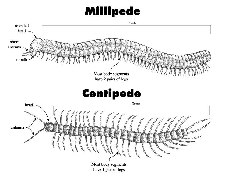 centipede and millipede