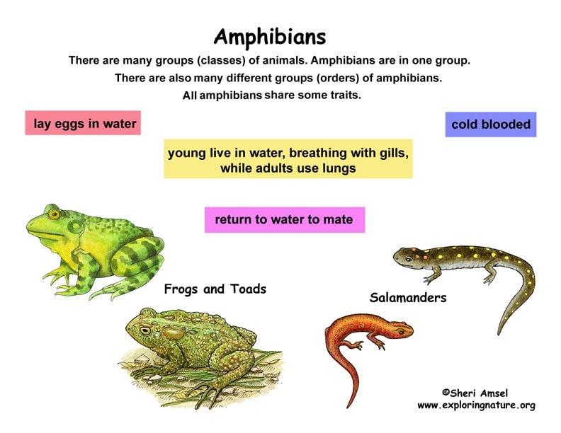 amphibians