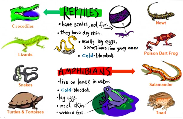 reptiles and amphibi TFgCe