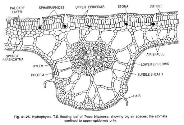 hydrophyte
