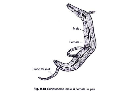 schistosoma