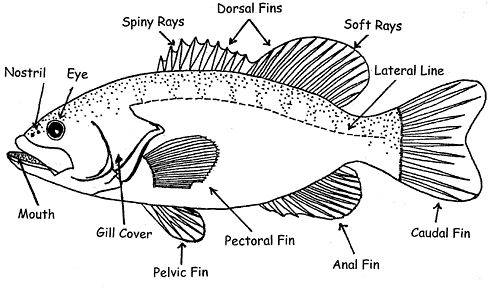 fish parts