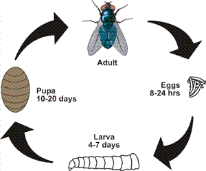 housefly life cycle