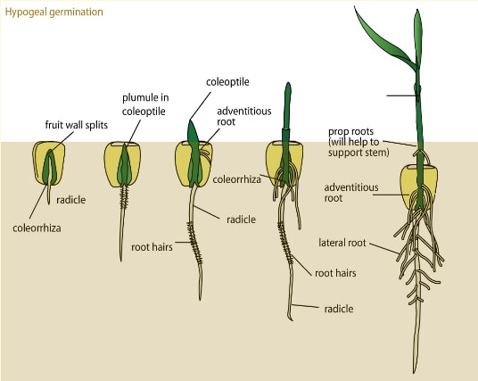 The radicle along with a protective covering(coleorhiza) grows out of the s...