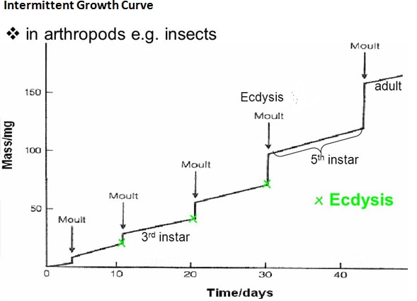 intermittent growth curve1