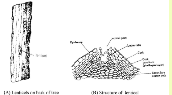 lenticels