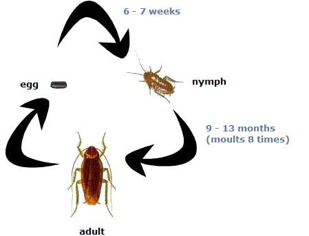 life cycle of a cockroach