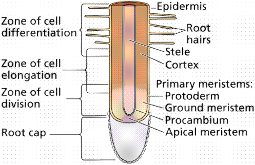 meristem