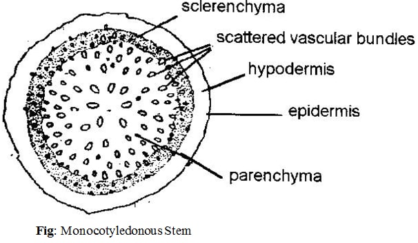 monocot stem