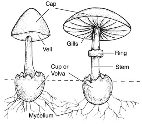 mushroom1