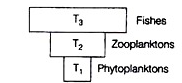 pyramid of biomass