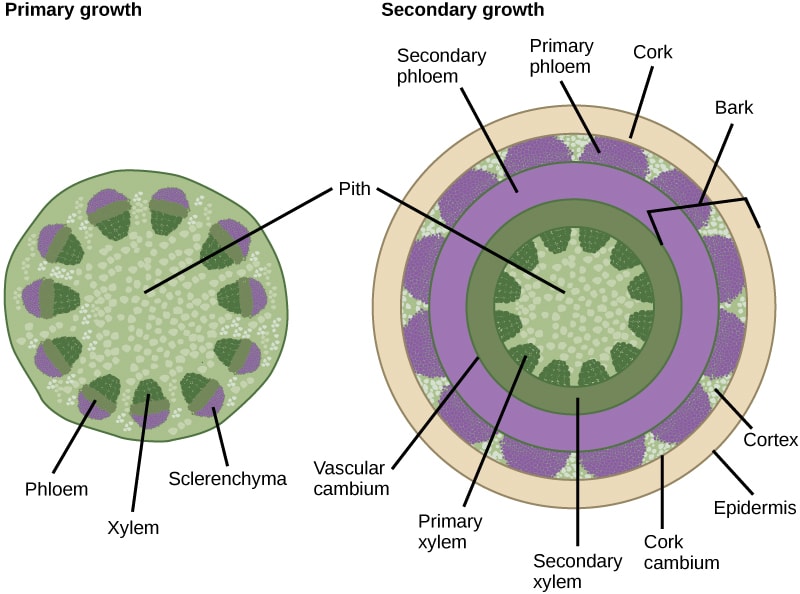 sec and pri growth