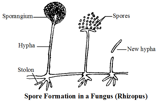 spore formation in rhiozopus