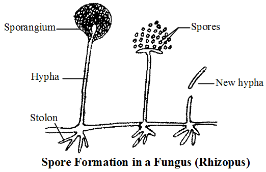 REPRODUCTION IN PLANTS AND ANIMALS Form 3 Biology Notes EasyElimu REPRODUCTION IN PLANTS AND ANIMALS Form 3 Biology Notes EasyElimu