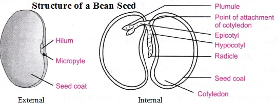 structure of a bean seed